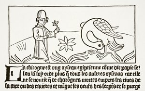 Der Storch als eigener Arzt, wie von Papias bezeugt, aus 